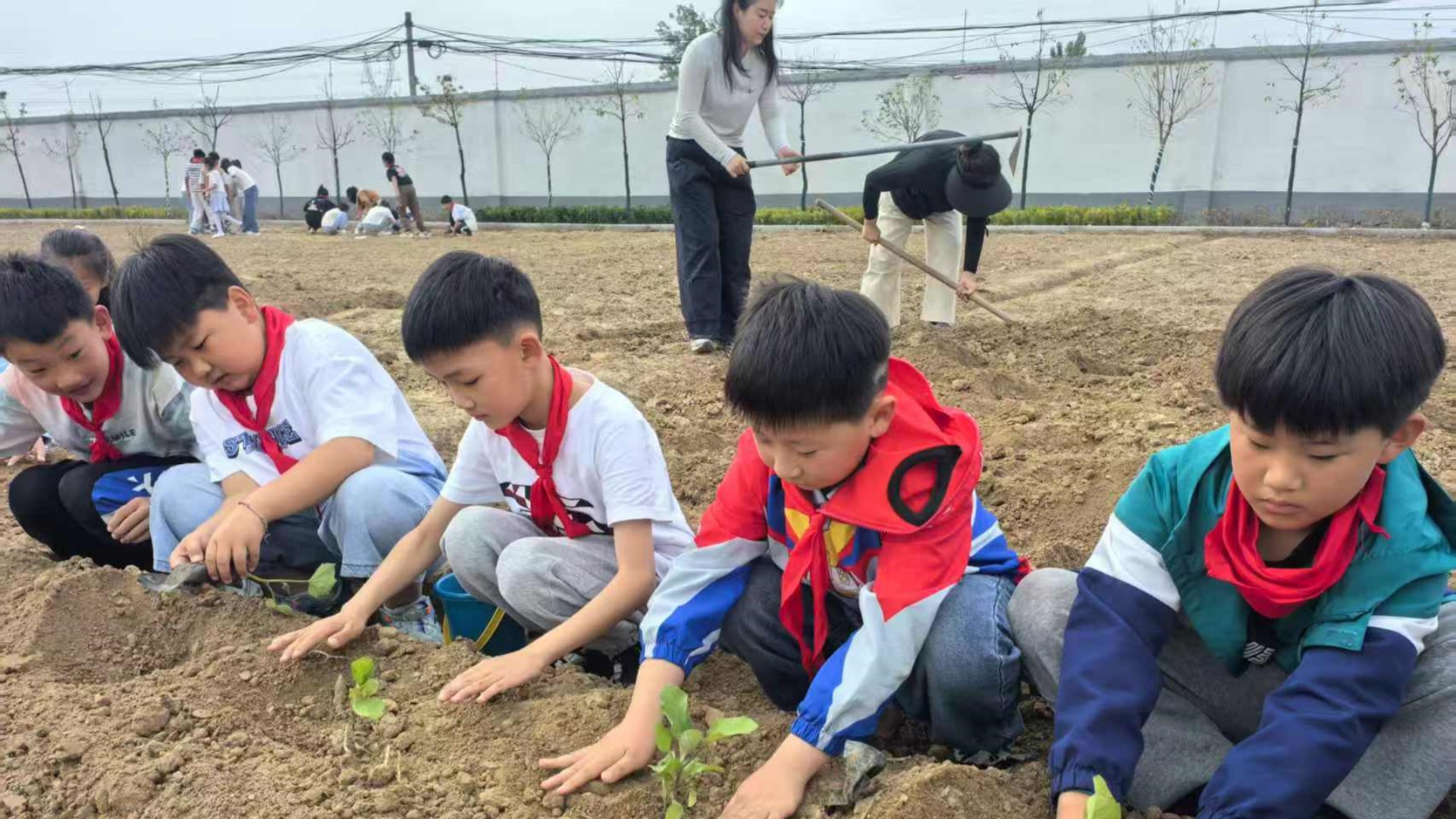 种好自己的责任田——江苏省徐州市铜山区郑集镇田庄小学关工委开展耕读实践活动