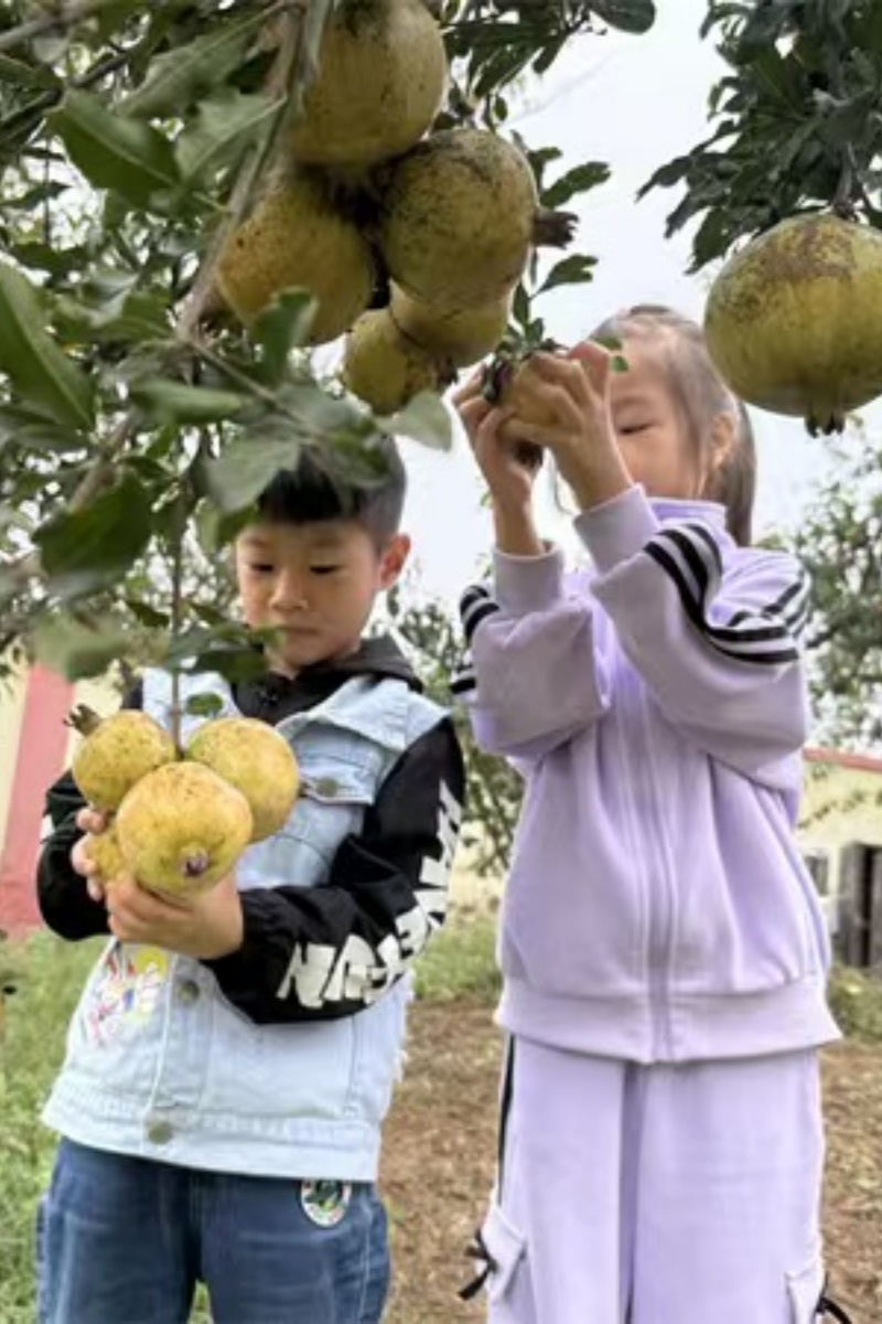 诗情画意，童趣采摘——江苏省徐州市铜山区刘集镇东风幼儿园关工委举办采摘活动