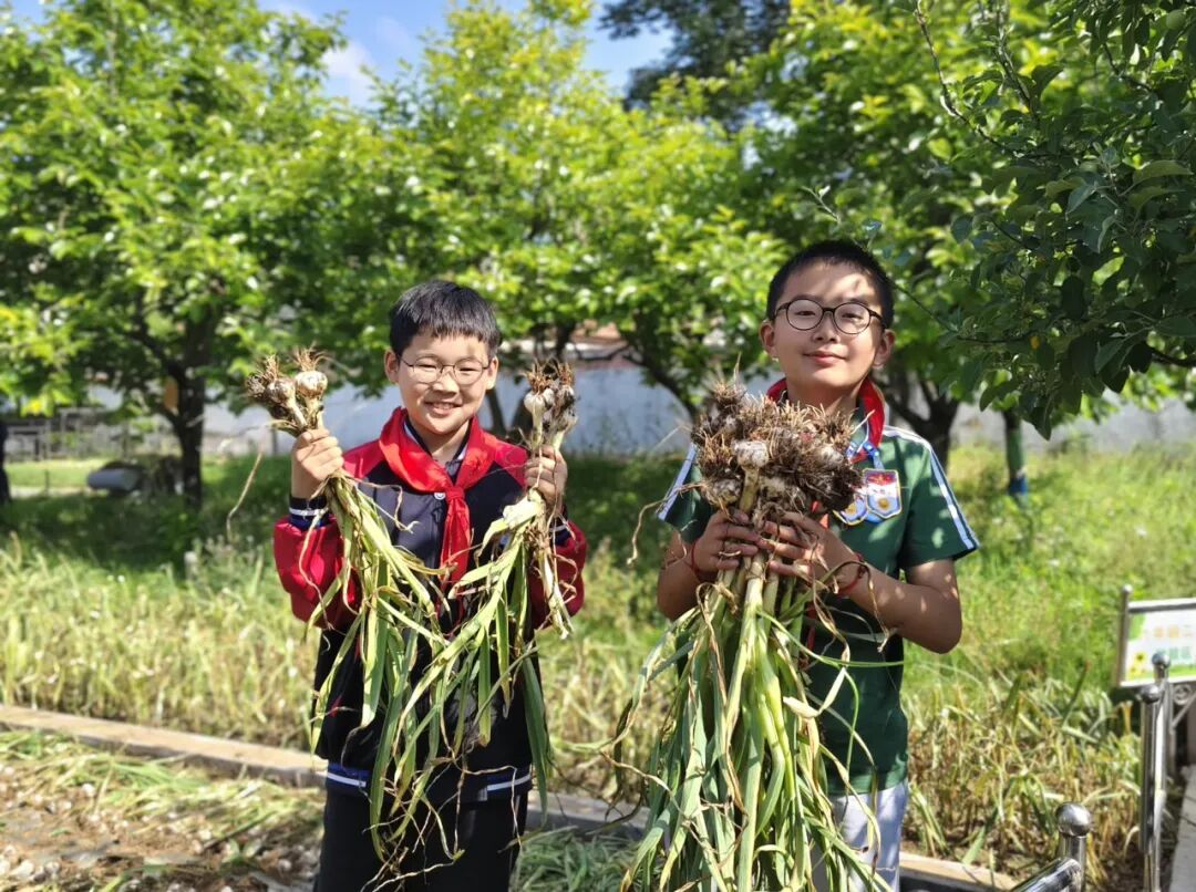 蒜香满校园 劳动润童心——山东省临沂市河东区八湖镇刘店子坊上小学开展劳动实践活动
