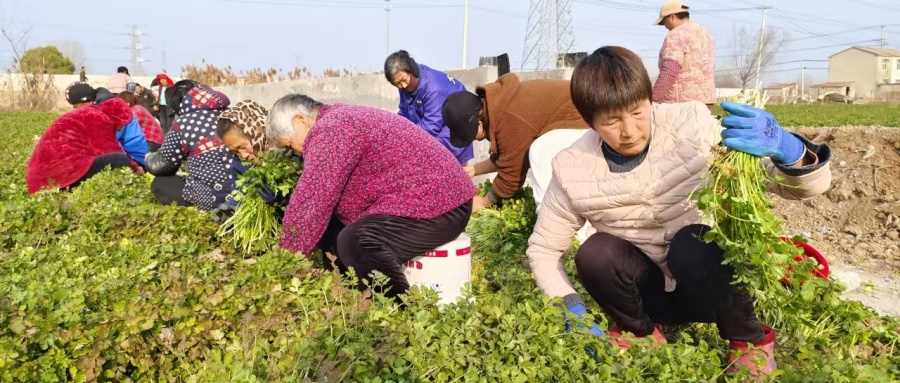 关工委聚力，乡土生“金子” ——江苏省徐州市铜山区茅村镇关工委探索协同发展“新路径”，解锁乡村振兴“新密码”