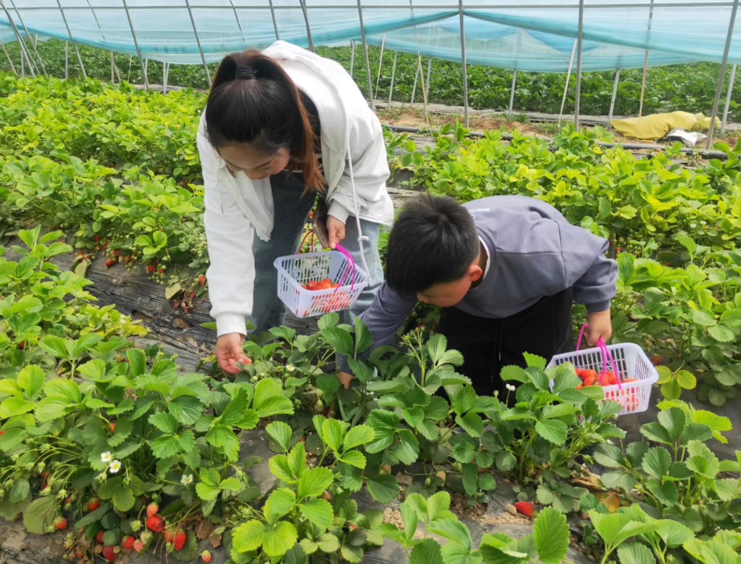徐州经开区徐庄镇张家村关工委组织开展“趣“研”草莓 “学”归自然”亲子采草莓活动