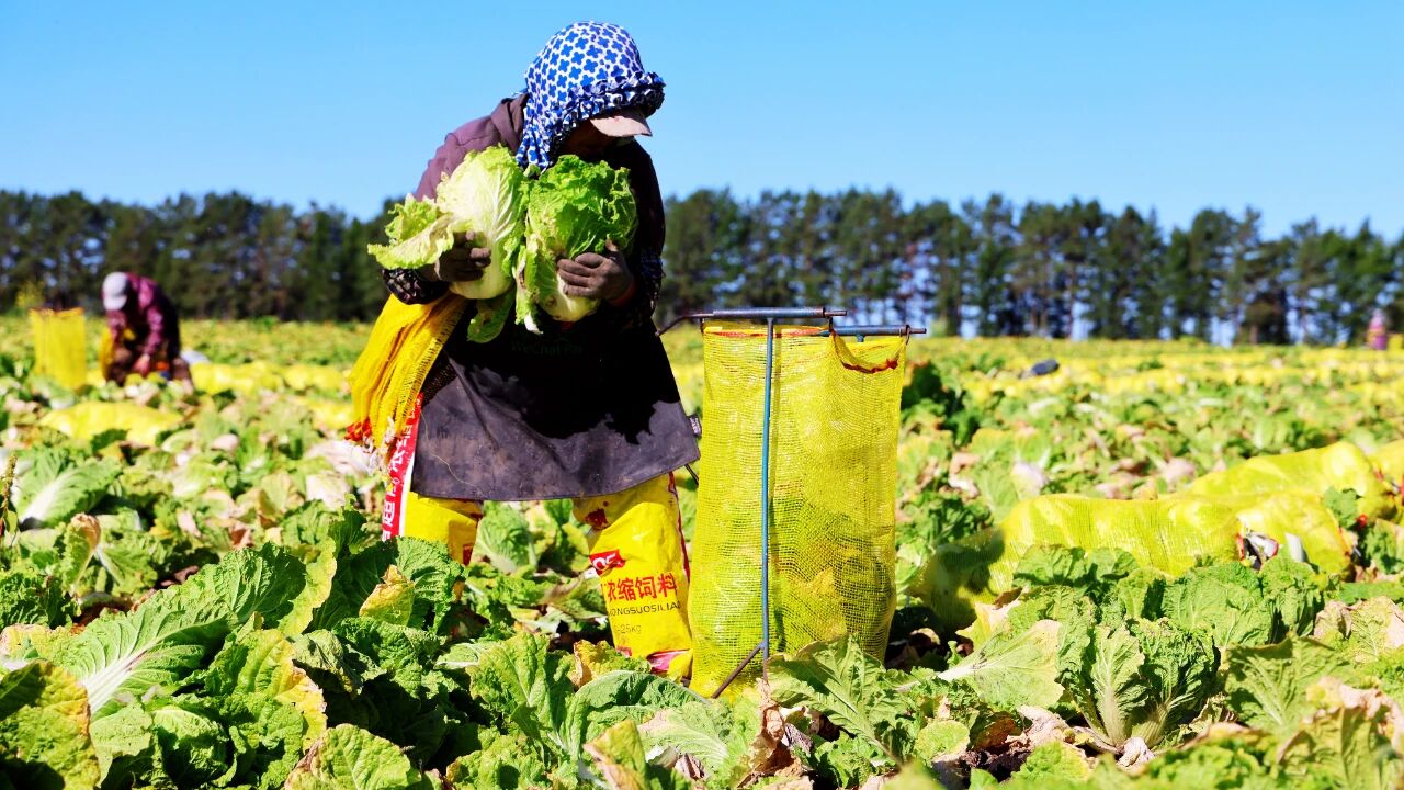 北大荒集团北安分公司关工委：青年力量，助力秋收