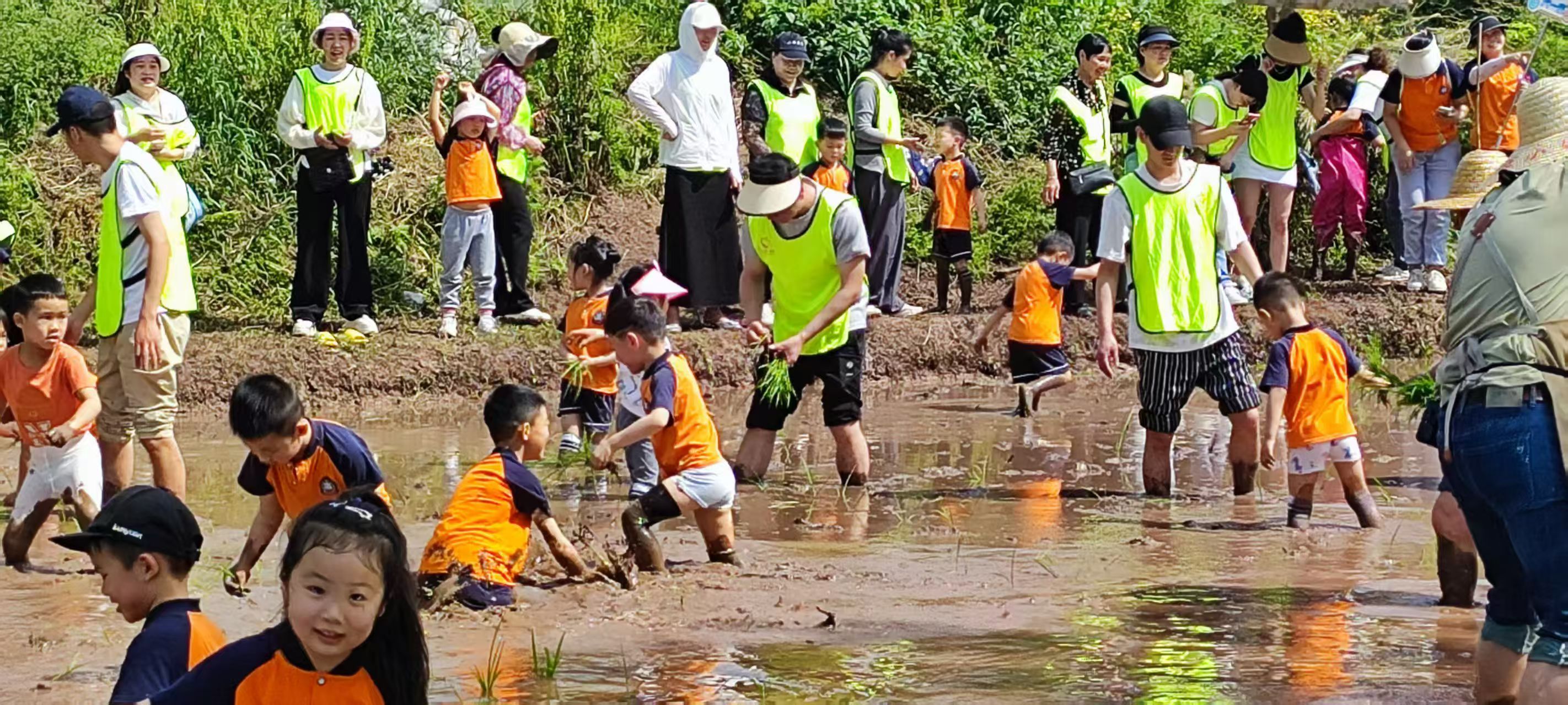 萌娃小手栽秧苗  体验“粒粒皆辛苦” —— 四川自贡高新区华景社区关工委组织少年儿童春耕实践体验活动