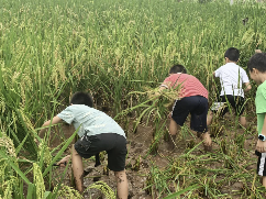 四川自贡高新区西湖社区举办暑期亲子农耕研学活动