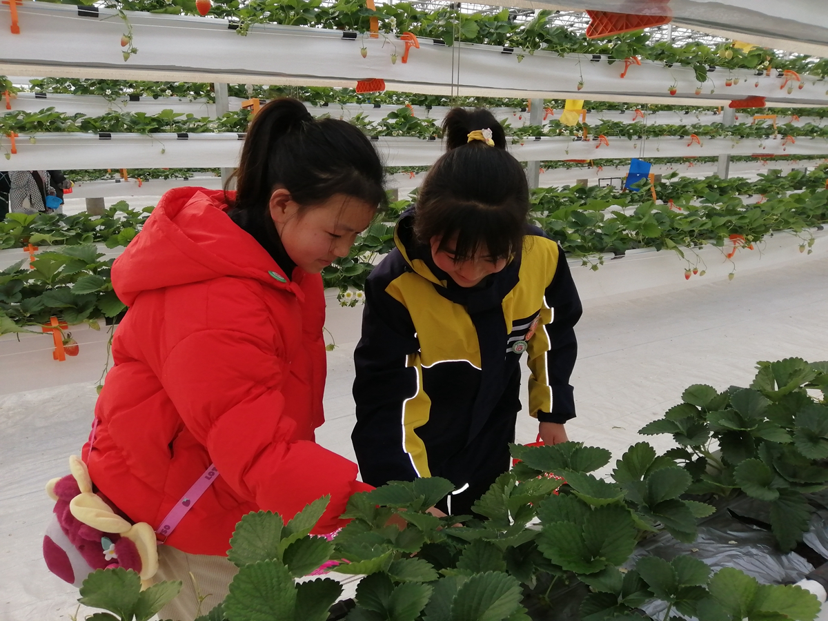 1737514692362652.jpg 余维静带队5 采摘_副本.jpg