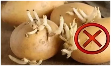 发芽土豆.png