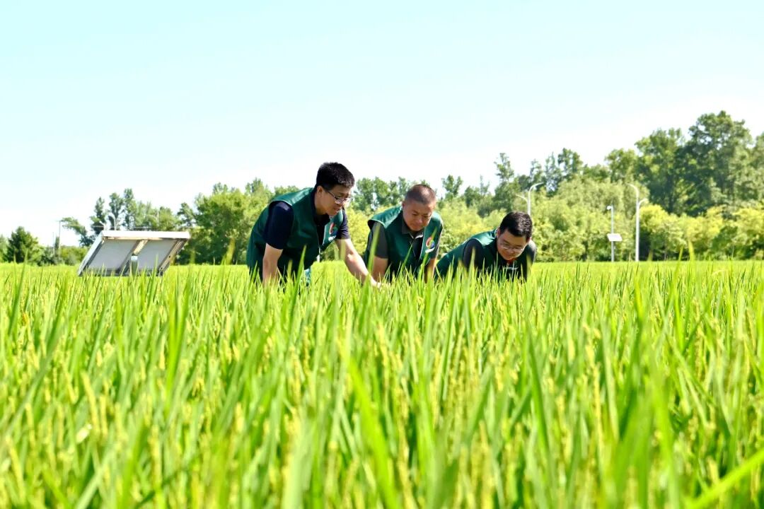 1758075487847682.jpg 梧桐河1.jpg