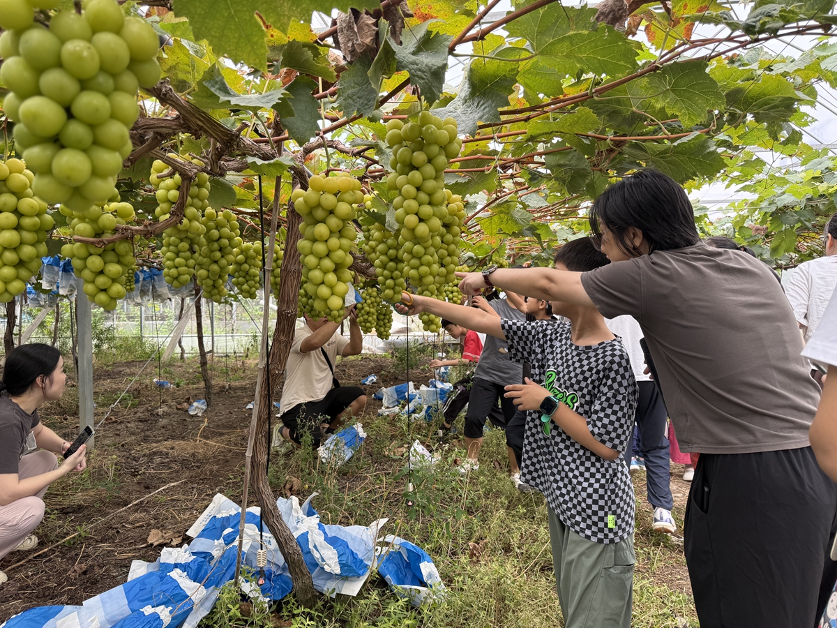 骆驼街道金华社区：摘葡萄、调饮品、头脑风暴！12组家庭解锁丰收“密码”1_副本.jpg