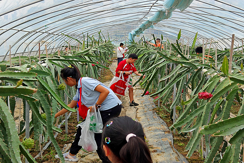 江苏省南京市鼓楼区凤凰街道凤凰西街社区关工委开展“童行动 乐成长”秋收小果农劳动实践活动(3).jpg
