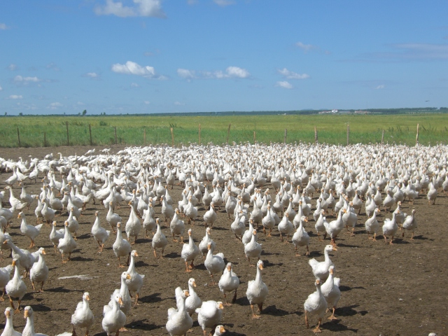 1761266999518937.jpg 大鹅养殖运动增加肉质蛋白.JPG