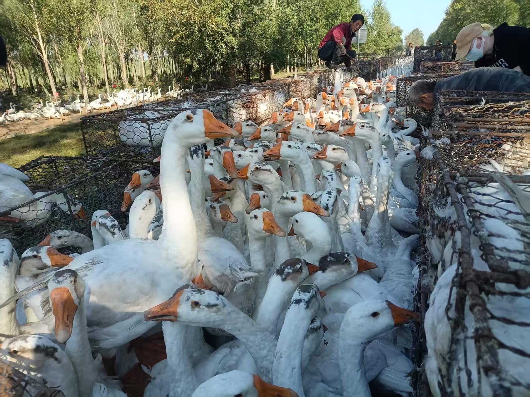 1761267044538662.jpg 成鹅的养殖情况.jpg