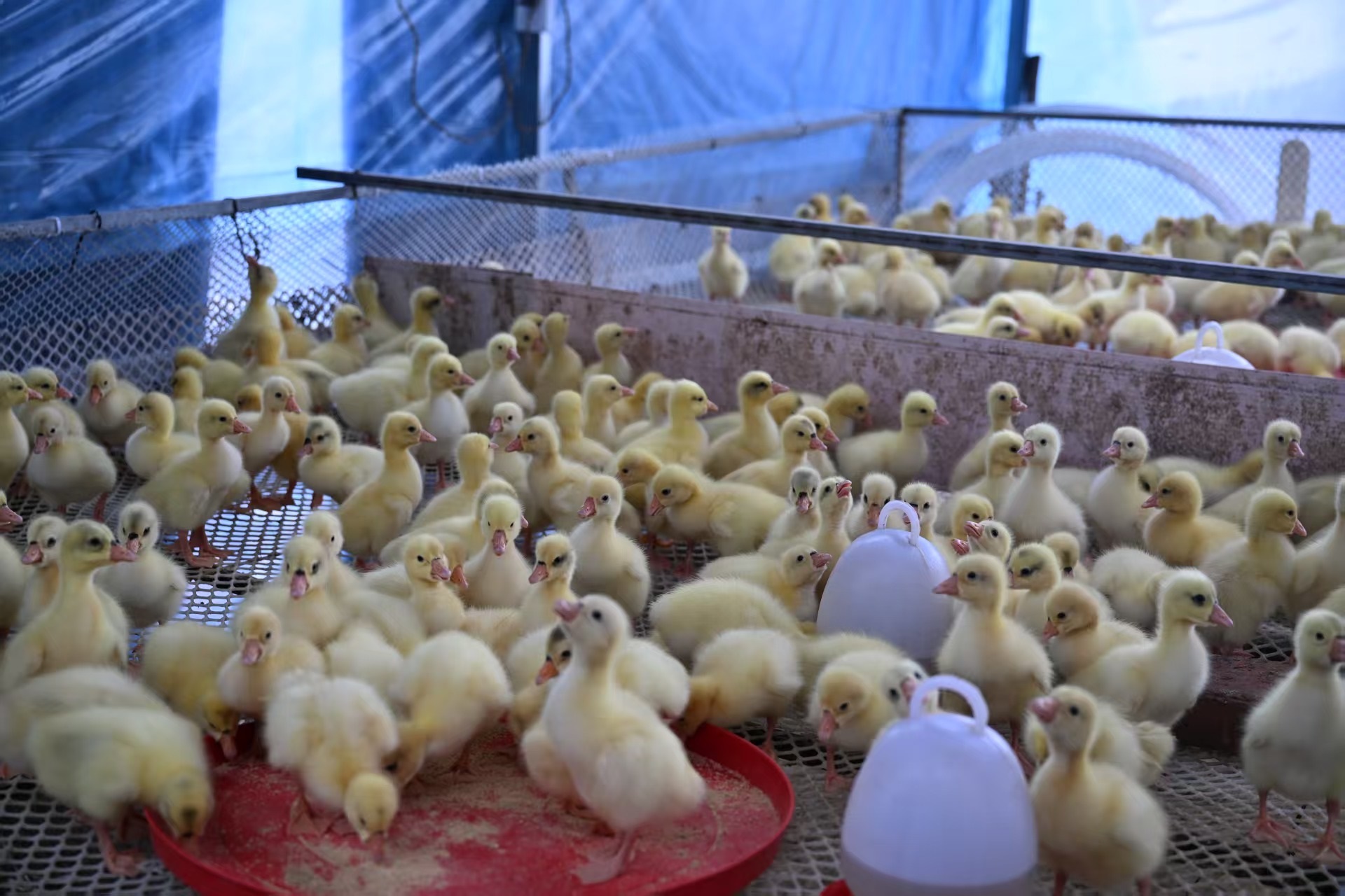 1761267275915103.jpg 幼苗的养殖情况.jpg