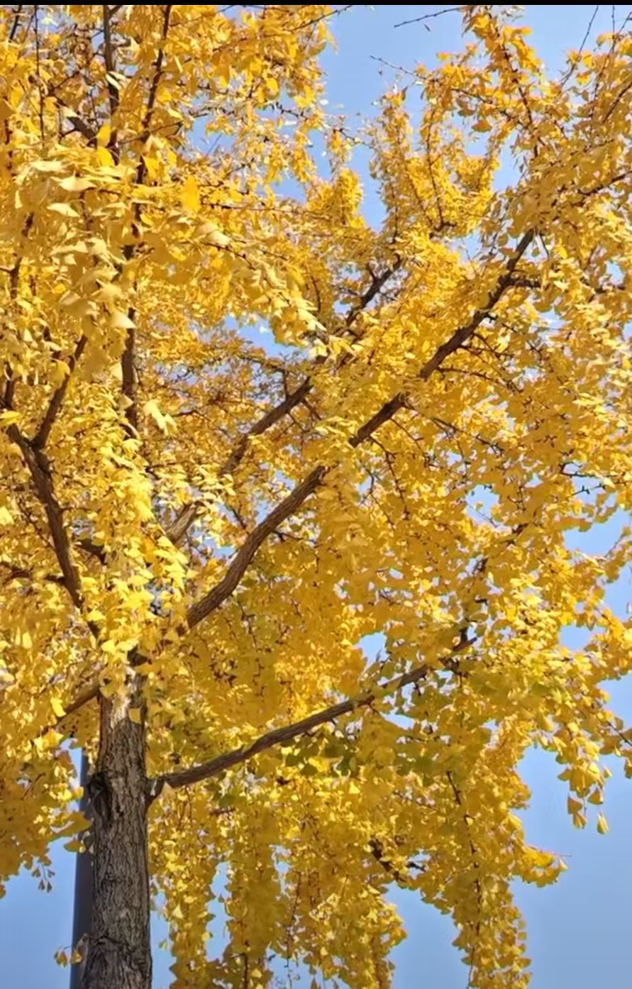 银杏树.jpg
