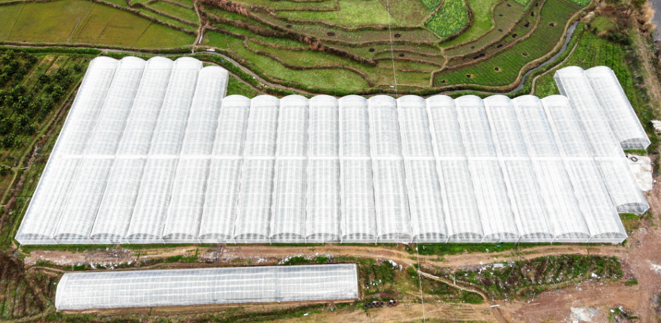 1766355494619984.png 大圩镇:集中育秧大棚赋能春耕生产.png