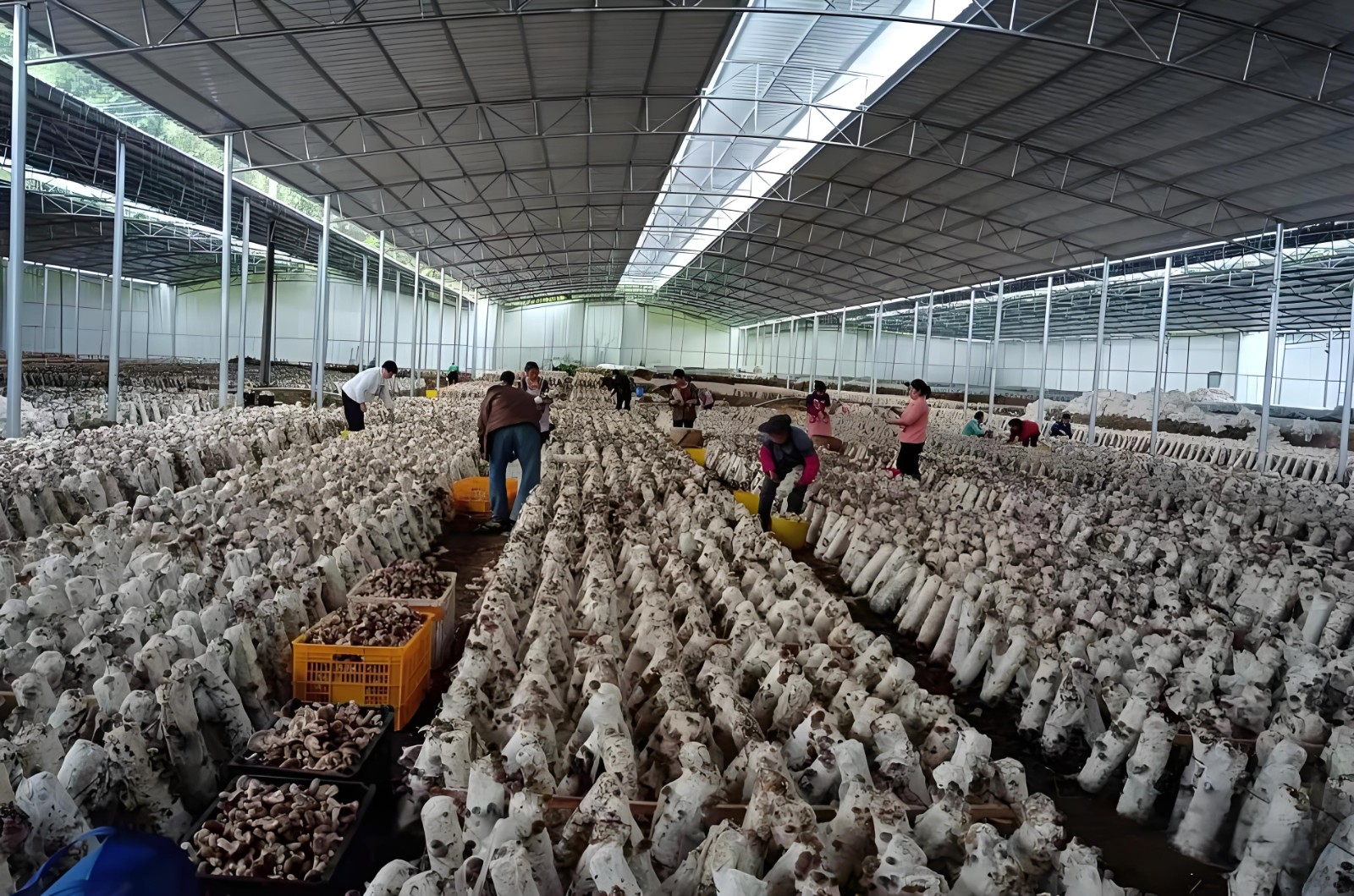 1766356423182597.jpeg ec6b8c024723b9a1acd092637821ecb9.jpeg